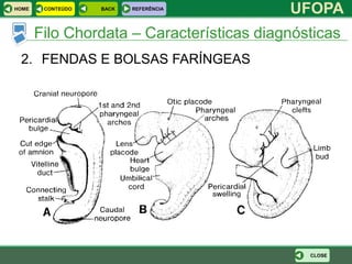 HOME    CONTEÚDO   BACK   REFERÊNCIA
                                           UFOPA
       Filo Chordata – Características diagnósticas
 2. FENDAS E BOLSAS FARÍNGEAS




                                              CLOSE
 