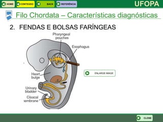 HOME    CONTEÚDO   BACK   REFERÊNCIA
                                                       UFOPA
       Filo Chordata – Características diagnósticas
 2. FENDAS E BOLSAS FARÍNGEAS




                                       ENLARGE IMAGE




                                                        CLOSE
 