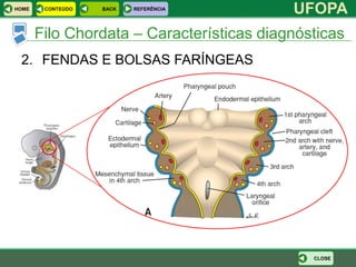 HOME    CONTEÚDO   BACK   REFERÊNCIA
                                           UFOPA
       Filo Chordata – Características diagnósticas
 2. FENDAS E BOLSAS FARÍNGEAS




                                              CLOSE
 
