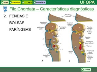 HOME    CONTEÚDO   BACK   REFERÊNCIA
                                           UFOPA
       Filo Chordata – Características diagnósticas
2. FENDAS E
       BOLSAS
       FARÍNGEAS




                                              CLOSE
 