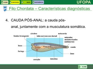 HOME    CONTEÚDO   BACK   REFERÊNCIA
                                              UFOPA
       Filo Chordata – Características diagnósticas

 4. CAUDA PÓS-ANAL: a cauda pós-
        anal, juntamente com a musculatura somática.




                                                 CLOSE
 