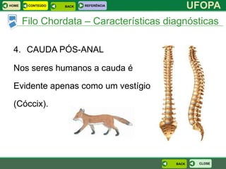 HOME    CONTEÚDO   BACK   REFERÊNCIA
                                                UFOPA
       Filo Chordata – Características diagnósticas

 4. CAUDA PÓS-ANAL

 Nos seres humanos a cauda é

 Evidente apenas como um vestígio

 (Cóccix).




                                         BACK    CLOSE
 