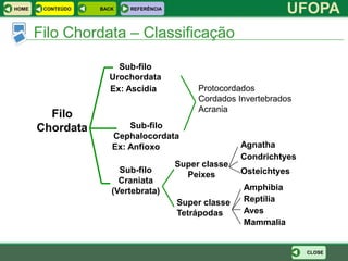 HOME    CONTEÚDO   BACK   REFERÊNCIA
                                                                 UFOPA
       Filo Chordata – Classificação

                       Sub-filo
                     Urochordata
                     Ex: Ascídia            Protocordados
                                            Cordados Invertebrados
                                            Acrania
         Filo
       Chordata           Sub-filo
                      Cephalocordata
                      Ex: Anfioxo                     Agnatha
                                                      Condrichtyes
                                       Super classe
                        Sub-filo                      Osteichtyes
                                         Peixes
                        Craniata
                      (Vertebrata)                    Amphibia
                                       Super classe   Reptília
                                       Tetrápodas     Aves
                                                      Mammalia


                                                                     CLOSE
 