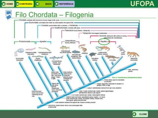 HOME    CONTEÚDO   BACK   REFERÊNCIA
                                                          UFOPA
       Filo Chordata – Filogenia




                                       Ovo c/ membrana extraembrionária




                                                                    CLOSE
 