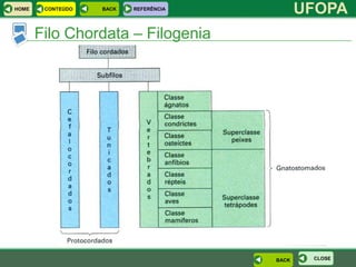 HOME    CONTEÚDO   BACK   REFERÊNCIA
                                              UFOPA
       Filo Chordata – Filogenia




                                       BACK    CLOSE
 