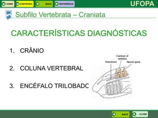 HOME    CONTEÚDO   BACK   REFERÊNCIA
                                              UFOPA
       Subfilo Vertebrata – Craniata

  CARACTERÍSTICAS DIAGNÓSTICAS

 1. CRÂNIO

 2. COLUNA VERTEBRAL

 3. ENCÉFALO TRILOBADO



                                       BACK    CLOSE
 