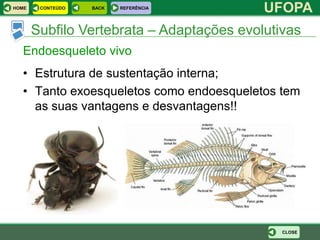 HOME    CONTEÚDO   BACK   REFERÊNCIA
                                           UFOPA
       Subfilo Vertebrata – Adaptações evolutivas
  Endoesqueleto vivo
  • Estrutura de sustentação interna;
  • Tanto exoesqueletos como endoesqueletos tem
    as suas vantagens e desvantagens!!




                                              CLOSE
 