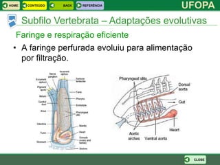 HOME    CONTEÚDO   BACK   REFERÊNCIA
                                            UFOPA
       Subfilo Vertebrata – Adaptações evolutivas
  Faringe e respiração eficiente
 • A faringe perfurada evoluiu para alimentação
   por filtração.




                                                  CLOSE
 