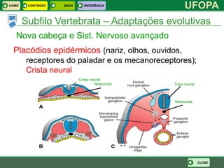 HOME    CONTEÚDO   BACK     REFERÊNCIA
                                                    UFOPA
       Subfilo Vertebrata – Adaptações evolutivas
  Nova cabeça e Sist. Nervoso avançado
 Placódios epidérmicos (nariz, olhos, ouvidos,
       receptores do paladar e os mecanoreceptores);
       Crista neural
                          Crista neural
                                   Notocorda   Tubo neural



                                               Notocorda




                                                             CLOSE
 
