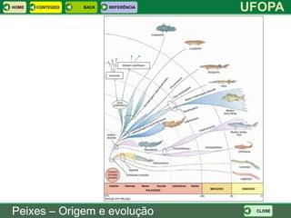 HOME   CONTEÚDO   BACK   REFERÊNCIA
                                      UFOPA




Peixes – Origem e evolução             CLOSE
 