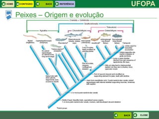 HOME    CONTEÚDO   BACK   REFERÊNCIA
                                              UFOPA
       Peixes – Origem e evolução




                                       BACK    CLOSE
 