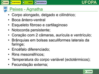 HOME    CONTEÚDO   BACK   REFERÊNCIA
                                               UFOPA
       Peixes - Agnatha
   •    Corpo alongado, delgado e cilíndrico;
   •    Boca ântero-ventral
   •    Esqueleto fibroso e cartilaginoso
   •    Notocorda persistente;
   •    Coração com 2 câmaras, aurícula e ventrículo;
   •    Brânquias em bolsas saculiformes laterais da
        faringe;
   •    Encéfalo diferenciado;
   •    Rins mesonéfricos;
   •    Temperatura do corpo variável (ectotérmicos);
   •    Fecundação externa;
                                                  CLOSE
 