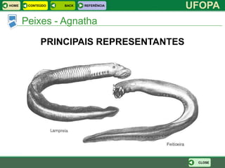 HOME    CONTEÚDO   BACK   REFERÊNCIA
                                         UFOPA
       Peixes - Agnatha

             PRINCIPAIS REPRESENTANTES




                                          CLOSE
 