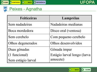 HOME     CONTEÚDO        BACK   REFERÊNCIA
                                                                    UFOPA
       Peixes - Agnatha

                    Feiticeiras                     Lampréias
       Sem nadadeiras                        Nadadeiras medianas
       Boca mordedora                        Disco oral (ventosa)
       Sem cerebelo                          Com pequeno cerebelo
       Olhos degenerados                     Olhos desenvolvidos
       Duas gônadas                          Gônada ímpar
       (1 funcional)                         Estágio larval longo (larva
       Sem estágio larval                    amocete)

                                                             BACK    CLOSE
 