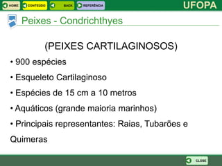 HOME    CONTEÚDO   BACK   REFERÊNCIA
                                            UFOPA
       Peixes - Condrichthyes

               (PEIXES CARTILAGINOSOS)
• 900 espécies
• Esqueleto Cartilaginoso
• Espécies de 15 cm a 10 metros
• Aquáticos (grande maioria marinhos)
• Principais representantes: Raias, Tubarões e
Quimeras

                                                 CLOSE
 