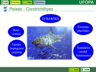HOME    CONTEÚDO    BACK   REFERÊNCIA
                                                   UFOPA
       Peixes - Condrichthyes

                                 TUBARÕES

                                              Escamas
         Boca                                 placóides
        ventral


        Fendas
       branquiais                            Nadadeira
        externas                               caudal
                                             heterocerca



                                            BACK    CLOSE
 
