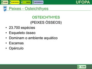 HOME    CONTEÚDO   BACK   REFERÊNCIA
                                       UFOPA
       Peixes - Osteichthyes

                    OSTEICHTHYES
                   (PEIXES ÓSSEOS)
 •     23.700 espécies
 •     Esqueleto ósseo
 •     Dominam o ambiente aquático
 •     Escamas
 •     Opérculo



                                        CLOSE
 