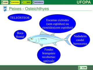 HOME    CONTEÚDO      BACK   REFERÊNCIA
                                                                 UFOPA
       Peixes - Osteichthyes

       TELEÓSTEOS
                                        Escamas ciclóides
                                        (sem espinhos) ou
                                     ctenóides(com espinhos)
             Boca
            frontal                                            Nadadeira
                                                                 caudal
                                                               homocerca
                                       Fendas
                                     branquiais
                                     recobertas:
                                      opérculo

                                                                    CLOSE
 