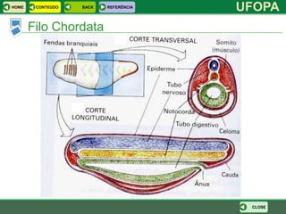 HOME    CONTEÚDO   BACK   REFERÊNCIA
                                       UFOPA
       Filo Chordata




                                        CLOSE
 