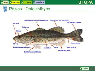 HOME    CONTEÚDO   BACK   REFERÊNCIA
                                       UFOPA
       Peixes - Osteichthyes




                                        CLOSE
 