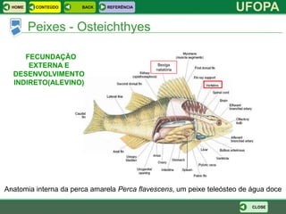 HOME    CONTEÚDO     BACK   REFERÊNCIA
                                                                     UFOPA
         Peixes - Osteichthyes

     FECUNDAÇÃO
      EXTERNA E                               Bexiga
                                             natatória
  DESENVOLVIMENTO
  INDIRETO(ALEVINO)




Anatomia interna da perca amarela Perca flavescens, um peixe teleósteo de água doce

                                                                          CLOSE
 