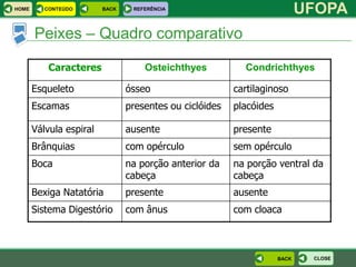 HOME      CONTEÚDO       BACK    REFERÊNCIA
                                                                            UFOPA
       Peixes – Quadro comparativo

           Caracteres               Osteichthyes           Condrichthyes

       Esqueleto                ósseo                    cartilaginoso
       Escamas                  presentes ou ciclóides   placóides

       Válvula espiral          ausente                  presente
       Brânquias                com opérculo             sem opérculo
       Boca                     na porção anterior da    na porção ventral da
                                cabeça                   cabeça
       Bexiga Natatória         presente                 ausente
       Sistema Digestório       com ânus                 com cloaca



                                                                     BACK    CLOSE
 