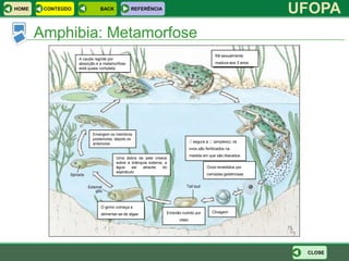 HOME    CONTEÚDO              BACK             REFERÊNCIA
                                                                                                                   UFOPA
       Amphibia: Metamorfose
                                                                                               Rã sexualmente
                   A cauda regride por
                   absorção e a metamorfose                                                    madura aos 3 anos
                   está quase completa




                          Emergem os membros
                          posteriores, depois os
                          anteriores                                            ♂ segura a ♀ (amplexo); os
                                                                                ovos são fertilizados na
                                                                                medida em que são liberados
                                       Uma dobra de pele cresce
                                       sobre a brânquia externa, a
                                       água     sai  através    do                        Ovos revestidos por
                                       espiráculo
                                                                                          camadas gelatinosas




                              O girino começa a
                                                                 Embrião nutrido por         Clivagem
                              alimentar-se de algas
                                                                       vitelo




                                                                                                                    CLOSE
 
