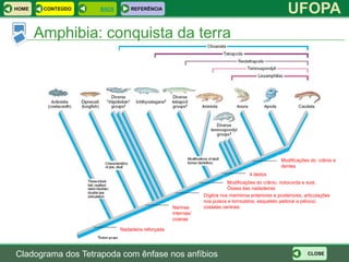 HOME    CONTEÚDO    BACK       REFERÊNCIA
                                                                                                   UFOPA
       Amphibia: conquista da terra




                                                                                                Modificações do crânio e
                                                                                                dentes
                                                                                  4 dedos
                                                                        Modificações do crânio, notocorda e sust.
                                                                        Óssea das nadadeiras
                                                             Dígitos nos membroa anteriores e posteriores, articulações
                                                             nos pulsos e tornozelos; esqueleto peitoral e pélvico;
                                                 Narinas     costelas ventrais.
                                                 internas/
                                                 coanas

                           Nadadeira reforçada




Cladograma dos Tetrapoda com ênfase nos anfíbios                                                            CLOSE
 