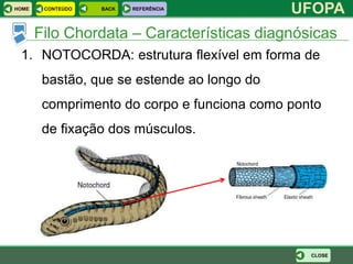 HOME    CONTEÚDO   BACK   REFERÊNCIA
                                             UFOPA
       Filo Chordata – Características diagnósicas
 1. NOTOCORDA: estrutura flexível em forma de
        bastão, que se estende ao longo do
        comprimento do corpo e funciona como ponto
        de fixação dos músculos.




                                                CLOSE
 