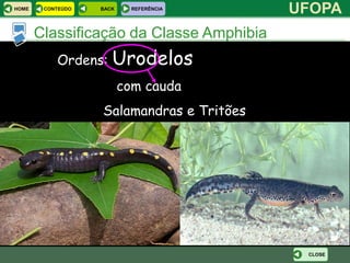 HOME    CONTEÚDO   BACK     REFERÊNCIA
                                           UFOPA
       Classificação da Classe Amphibia
           Ordens:    Urodelos
                          com cauda
                   Salamandras e Tritões




                                            CLOSE
 