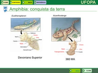 HOME    CONTEÚDO         BACK      REFERÊNCIA
                                                                                   UFOPA
       Amphibia: conquista da terra
        Eusthenopteron                          Acanthosterga




                                Úmero
                                   Ulna



               Rádio
                                                                               Úmero


                                                           Rádio               Ulna
                                                 Falanges/dedos



              Devoniano Superior
                                                                   360 MA



                                                                            BACK       CLOSE
 
