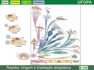 HOME   CONTEÚDO   BACK   REFERÊNCIA
                                             UFOPA




  Reptilia: Origem e irradiação adaptativa    CLOSE
 