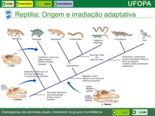 HOME      CONTEÚDO                     BACK         REFERÊNCIA
                                                                                                                             UFOPA
          Reptilia: Origem e irradiação adaptativa


       Mamíferos           Tartarugas            Sphedonton        Anfisbenídeos                             Crocodilianos
                                                                                               Lagartos e                                   Aves
                                                                                               Serpentes




                                                                                          Squamata: fusão
                                  Testudíneos: crânio com                                      dos                   Archosauria: presença de
                                  região temporal                                         ossos do crânio            abertura anteorbital, órbita em
                                  fechada, plastão e                                                                 forma de triângulo
                                  carapaça                                                                           invertido, dentes comprimidos
                                                              Lepidossauros                                          lateralmente

                   Sinápsídos: crânio com um
                   único par de aberturas
                   temporais laterais (200 MA)                                     Diápsidos: crânio
                                                                                   diápsido com 2 pares de
                                                                                   aberturas temporais




                                            Amninotas: Membranas
                                            extra-embrionárias –
                                            âmnion, córion e
                                            alantóide




Cladogramas dos amniotas atuais, mostrando os grupos monofiléticos                                                   BACK               CLOSE
 