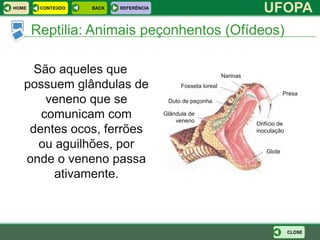 HOME    CONTEÚDO   BACK   REFERÊNCIA
                                                                          UFOPA
       Reptilia: Animais peçonhentos (Ofídeos)

     São aqueles que                                          Narinas
   possuem glândulas de                      Fosseta loreal
                                                                                    Presa
       veneno que se                    Duto de peçonha

      comunicam com                    Glândula de
                                           veneno
                                                                        Orifício de
    dentes ocos, ferrões                                                inoculação

      ou aguilhões, por                                                     Glote
   onde o veneno passa
         ativamente.



                                                                                      CLOSE
 