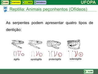 HOME    CONTEÚDO   BACK    REFERÊNCIA
                                                                 UFOPA
       Reptilia: Animais peçonhentos (Ofídeos)


 As serpentes podem apresentar quatro tipos de
 dentição:




         áglifa      opistóglifa        proteróglifa   solenóglifa




                                                                     CLOSE
 