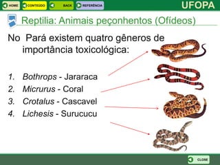 HOME    CONTEÚDO   BACK   REFERÊNCIA
                                          UFOPA
       Reptilia: Animais peçonhentos (Ofídeos)
No Pará existem quatro gêneros de
  importância toxicológica:

1.     Bothrops - Jararaca
2.     Micrurus - Coral
3.     Crotalus - Cascavel
4.     Lichesis - Surucucu




                                                 CLOSE
 
