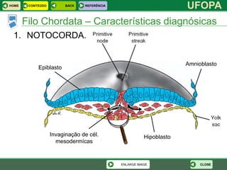 HOME    CONTEÚDO         BACK   REFERÊNCIA
                                                                     UFOPA
       Filo Chordata – Características diagnósicas
 1. NOTOCORDA.


                                                                     Amnioblasto
            Epiblasto




                   Invaginação de cél.                  Hipoblasto
                     mesodermícas


                                             ENLARGE IMAGE                CLOSE
 