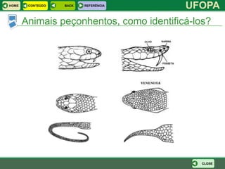 HOME    CONTEÚDO   BACK   REFERÊNCIA
                                          UFOPA
       Animais peçonhentos, como identificá-los?




                                              CLOSE
 