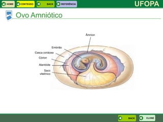 HOME    CONTEÚDO            BACK         REFERÊNCIA
                                                                  UFOPA
       Ovo Amniótico

                                                      Âmnion



                                   Embrião
                   Casca coriácea
                     Córion

                      Alantóide

                          Saco
                      vitelínico




                                                               BACK   CLOSE
 
