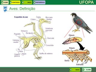 HOME    CONTEÚDO   BACK   REFERÊNCIA
                                          UFOPA
       Aves: Definição




                                       BACK   CLOSE
 