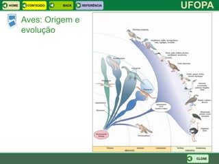 HOME    CONTEÚDO   BACK   REFERÊNCIA
                                       UFOPA
       Aves: Origem e
       evolução




                                         CLOSE
 