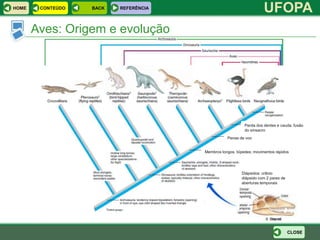 HOME    CONTEÚDO   BACK   REFERÊNCIA
                                                                     UFOPA
       Aves: Origem e evolução




                                                           Perda dos dentes e cauda, fusão
                                                           do sinsacro
                                                  Penas de voo


                                       Membros longos, bípedes; movimentos rápidos




                                                         Diápsidos: crânio
                                                         diápsido com 2 pares de
                                                         aberturas temporais




                                                                                   CLOSE
 