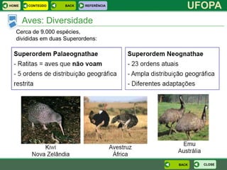 HOME    CONTEÚDO    BACK   REFERÊNCIA
                                           UFOPA
       Aves: Diversidade
  Cerca de 9.000 espécies,
  divididas em duas Superordens:




                                        BACK   CLOSE
 