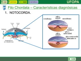 HOME        CONTEÚDO            BACK              REFERÊNCIA
                                                                  UFOPA
            Filo Chordata – Características diagnósicas
      1. NOTOCORDA.



                                       Amnioblasto
Epiblasto




      Invaginação de      Hipoblasto
    cél. mesodermícas




                                                                   CLOSE
 