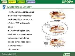HOME     CONTEÚDO     BACK   REFERÊNCIA
                                           UFOPA
        Mamíferos: Origem
        • Linhagem dos sinápsidos
        • Sinápsidos abundantes
        no Paleozóico, antes dos
        répteis (280 milhões de
        anos)
        • Três irradiações dos
        sinápsidos, a terceira deu
        origem aos mamíferos,
        que se diversificou após
        a extinção dos
        dinossauros

Rickman et al., 2009                        CLOSE
 