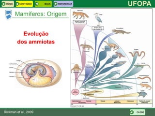HOME     CONTEÚDO     BACK   REFERÊNCIA
                                           UFOPA
        Mamíferos: Origem


          Evolução
        dos ammiotas




Rickman et al., 2009                        CLOSE
 