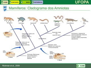 HOME       CONTEÚDO                 BACK           REFERÊNCIA
                                                                                                                        UFOPA
        Mamíferos: Cladograma dos Amniotas


     Mamíferos        Tartarugas               Sphedonto      Anfisbenídeos                             Crocodilianos
                                                                                          Lagartos e                                   Aves
                                               n
                                                                                          Serpentes




                                                                                     Squamata: fusão
                             Testudíneos: crânio com                                      dos                   Archosauria: presença de
                             região temporal                                         ossos do crânio            abertura anteorbital, órbita em
                             fechada, plastão e                                                                 forma de triângulo
                             carapaça                                                                           invertido, dentes comprimidos
                                                           Lepidossauros                                        lateralmente

                 Sinápsídos: crânio com um
                 único par de aberturas
                 temporais laterais (200 MA)                                  Diápsidos: crânio
                                                                              diápsido com 2 pares de
                                                                              aberturas temporais




                                       Amninotas: Membranas
                                       extra-embrionárias –
                                       âmnion, córion e
                                       alantóide




Rickman et al., 2009                                                                                                             CLOSE
 