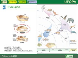 HOME     CONTEÚDO         BACK      REFERÊNCIA
                                                  UFOPA
        Evolução




   Anápsido = tartaruga;
   Sinápsida = mamíferos;
   Diápsida = dinossauros, lagartos, aves.


Rickman et al., 2009                               CLOSE
 