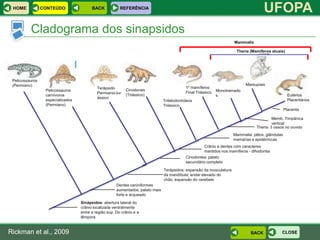 HOME            CONTEÚDO                BACK            REFERÊNCIA
                                                                                                                                       UFOPA
          Cladograma dos sinapsidos
                                                                                                                       Mammalia

                                                                                                                        Theria (Mamíferos atuais)




 Pelicossauros
 (Permiano)                                                                                                                  Marsupiais
                                            Terápsido                                        1º mamíferos
                  Pelicossauros                             Cinodones                                          Monotremado
                                            Permiano/Jur                                     Final Triássico
                  carnívoros                                (Triássico)                                        s                                      Eutérios
                                            ássico
                  especializados                                                 Tritelodontídeos                                                     Placentários
                  (Permiano)                                                     Triássico
                                                                                                                                                    Placenta

                                                                                                                                            Memb. Timpânica
                                                                                                                                            vertical
                                                                                                                                   Theria: 3 ossos no ouvido
                                                                                                                       Mammalia: pêlos, glândulas
                                                                                                                       mamárias e epidérmicas
                                                                                                      Crânio e dentes com caracteres
                                                                                                      mantidos nos mamíferos - difiodontia
                                                                                             Cinodontes: palato
                                                                                             secundário completo

                                                                                 Terápsidos: expansão da musculatura
                                                                                 da mandíbula; andar elevado do
                                                                                 chão, expansão do cerebelo
                                                       Dentes caniniformes
                                                       aumentados, palato mais
                                                       forte e arqueado
                                   Sinápsidos: abertura lateral do
                                   crânio localizada ventralmente
                                   entre a região sup. Do crânio e a
                                   têmpora


Rickman et al., 2009                                                                                                            BACK            CLOSE
 