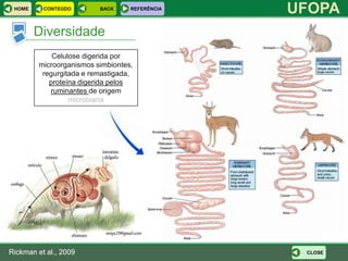 HOME     CONTEÚDO        BACK     REFERÊNCIA
                                                UFOPA
        Diversidade
             Celulose digerida por
         microorganismos simbiontes,
          regurgitada e remastigada,
            proteína digerida pelos
            ruminantes de origem
                  microbiana




Rickman et al., 2009                             CLOSE
 